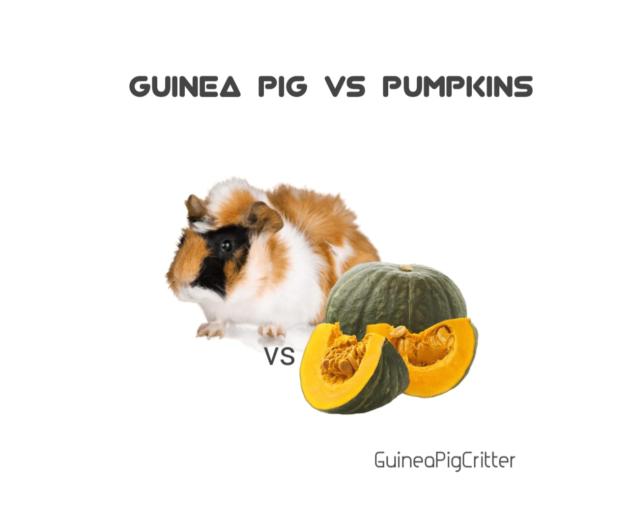 guinea pig vs pumpkins