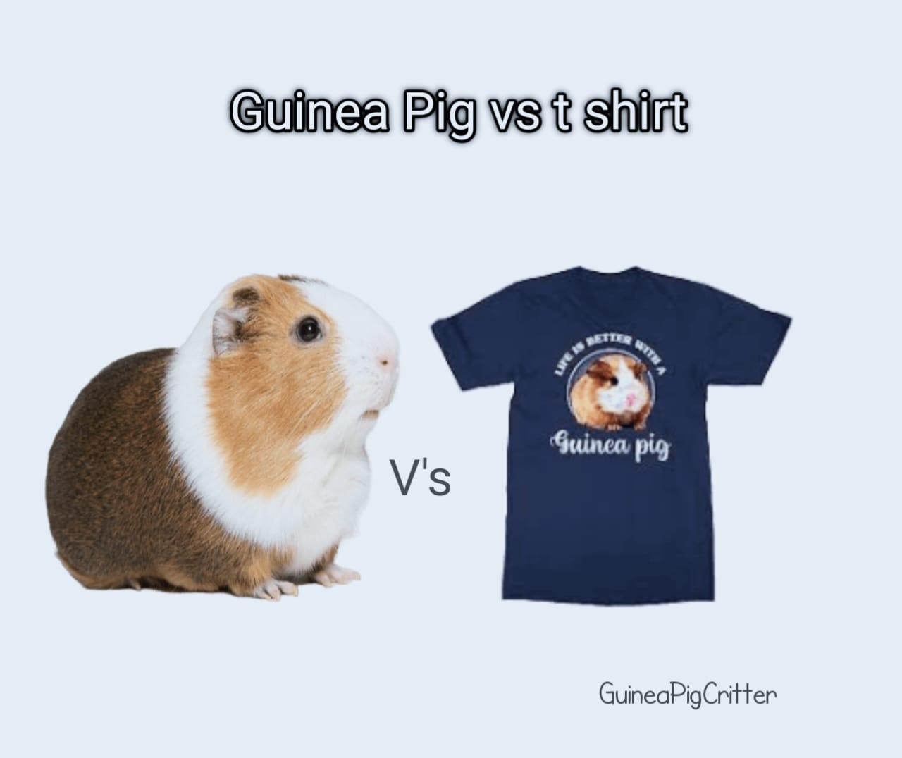 guinea pig vs t-shirt