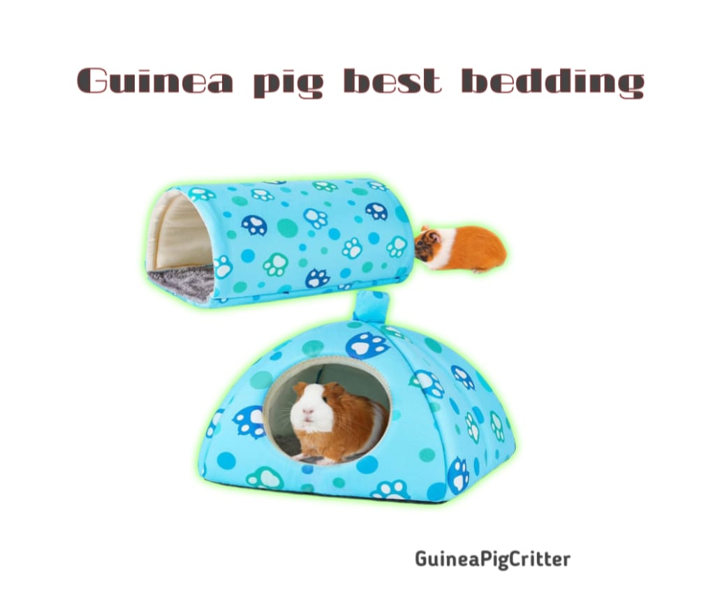 guinea pig best bedding