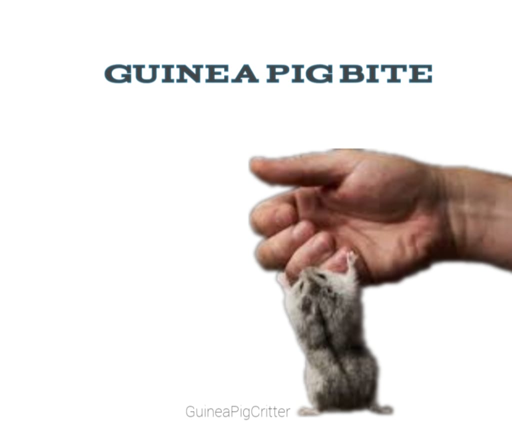 guinea pig bite