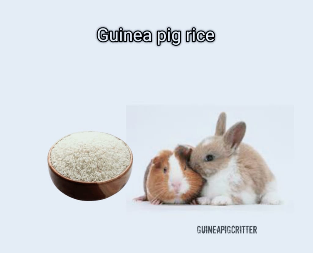 guinea pig rice