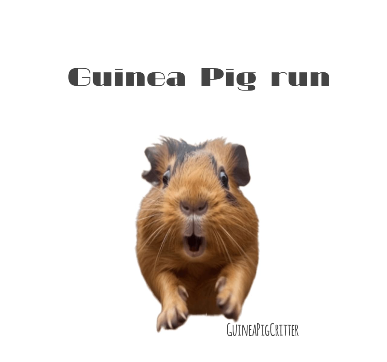 guinea pig run