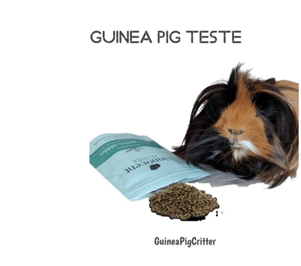 guinea pig teste