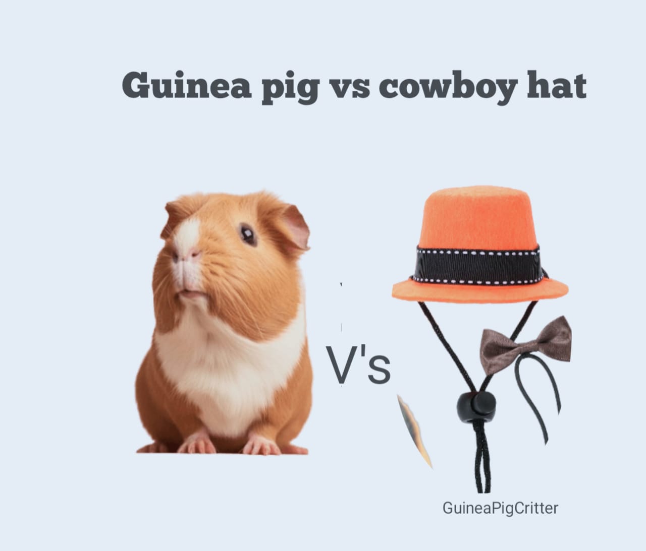 guinea pig vs cowboy hat