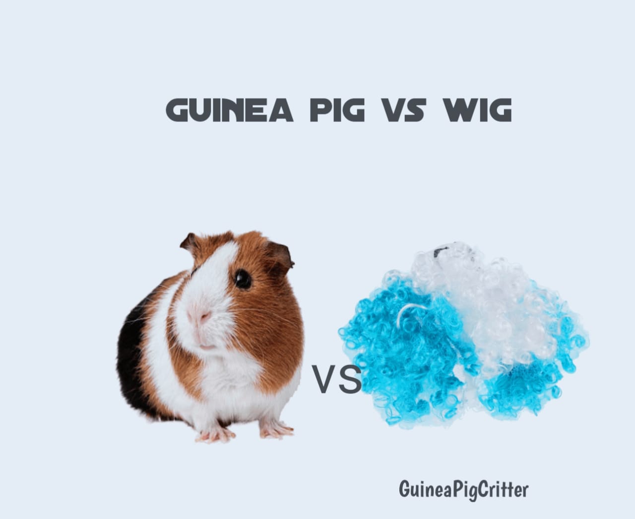 guinea pig wig