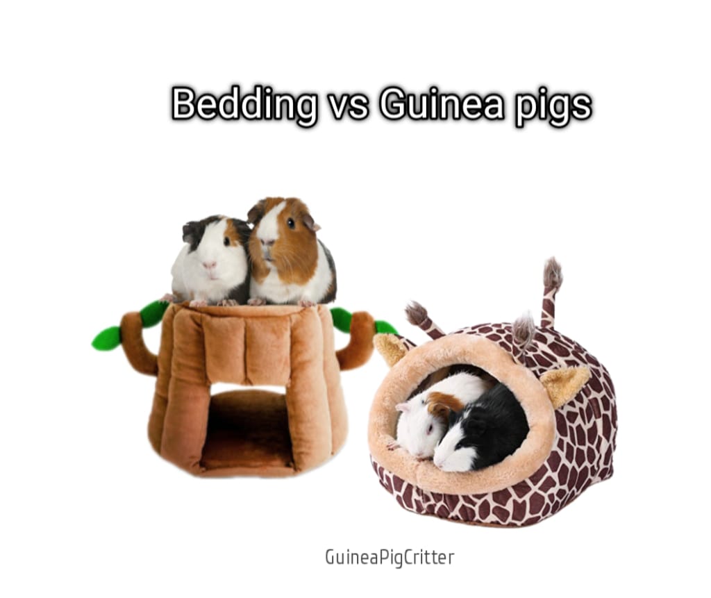 bedding vs guinea pigs