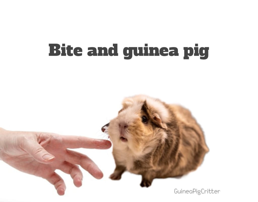 bite and guinea pig