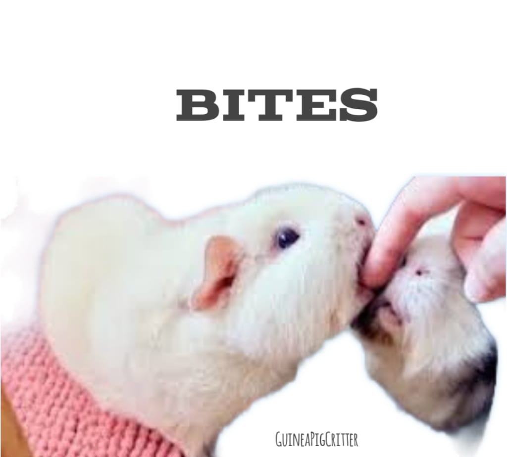 bites