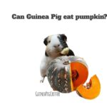 can guinea pig eat pumpkin