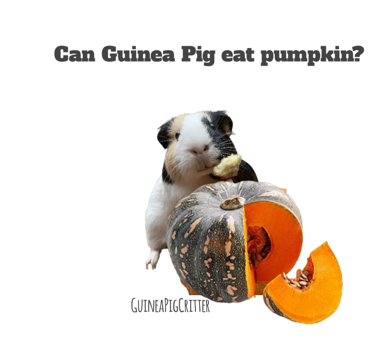 can guinea pig eat pumpkin