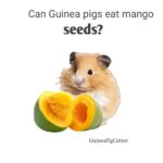 can guinea pig eat mango seeds