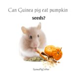 can guinea pig eat pumpkin seeds