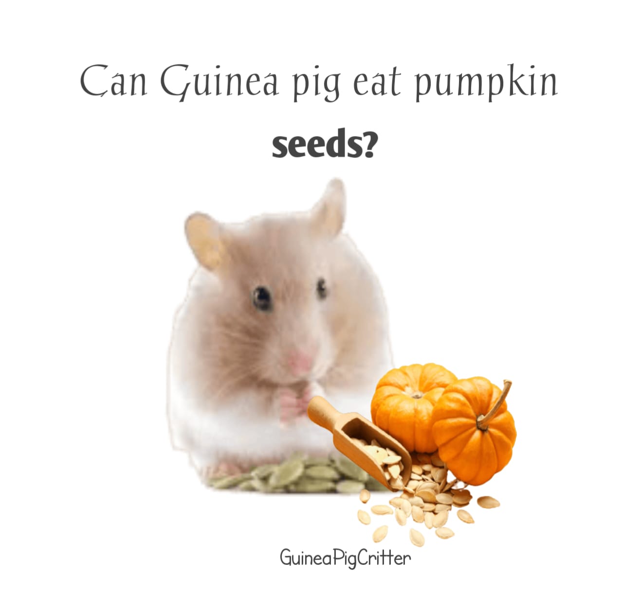 can guinea pig eat pumpkin seeds