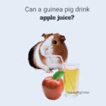 can a guinea pig drink apple juice