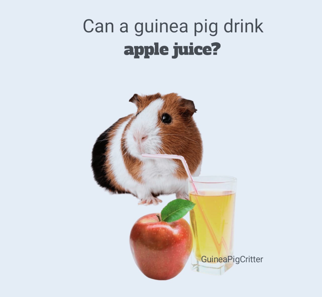 can a guinea pig drink apple juice