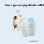 can a guinea pig drink milk