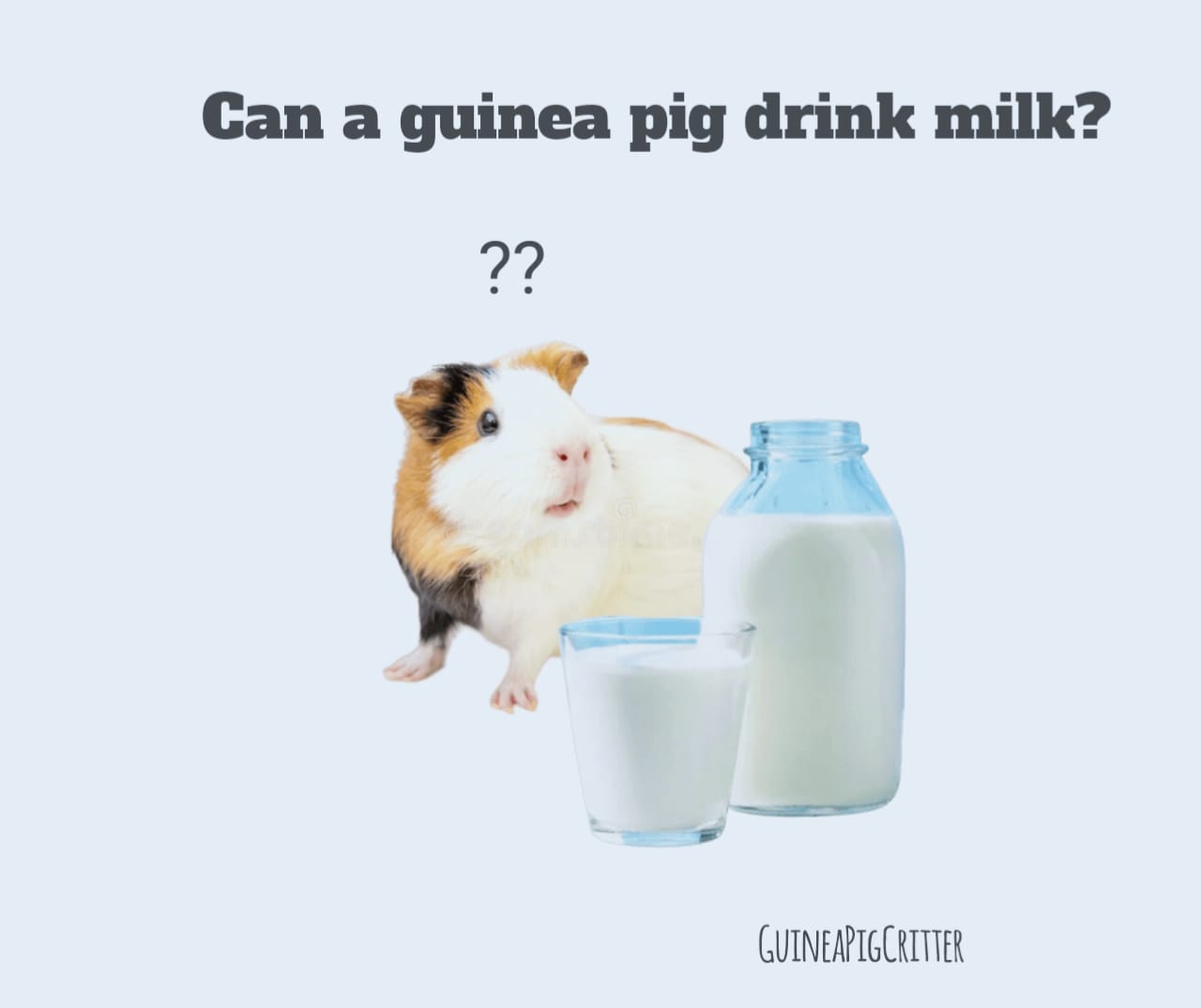 can a guinea pig drink milk