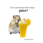 can a guinea pig drink orange juice