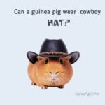 can a guinea pig wear a cowboy hat