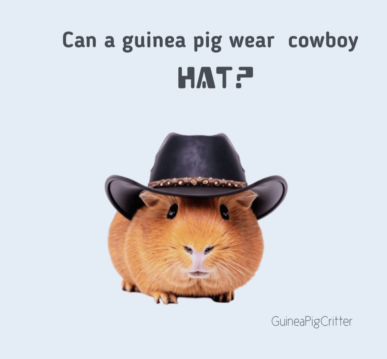 can a guinea pig wear a cowboy hat