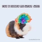 can a guinea pig wear wig