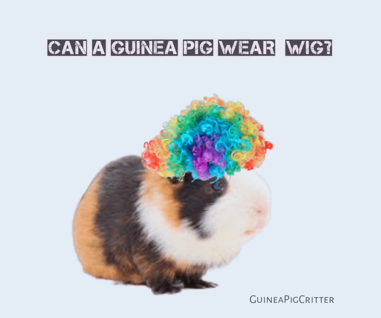 can a guinea pig wear wig