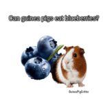 can guinea pig eat blueberries