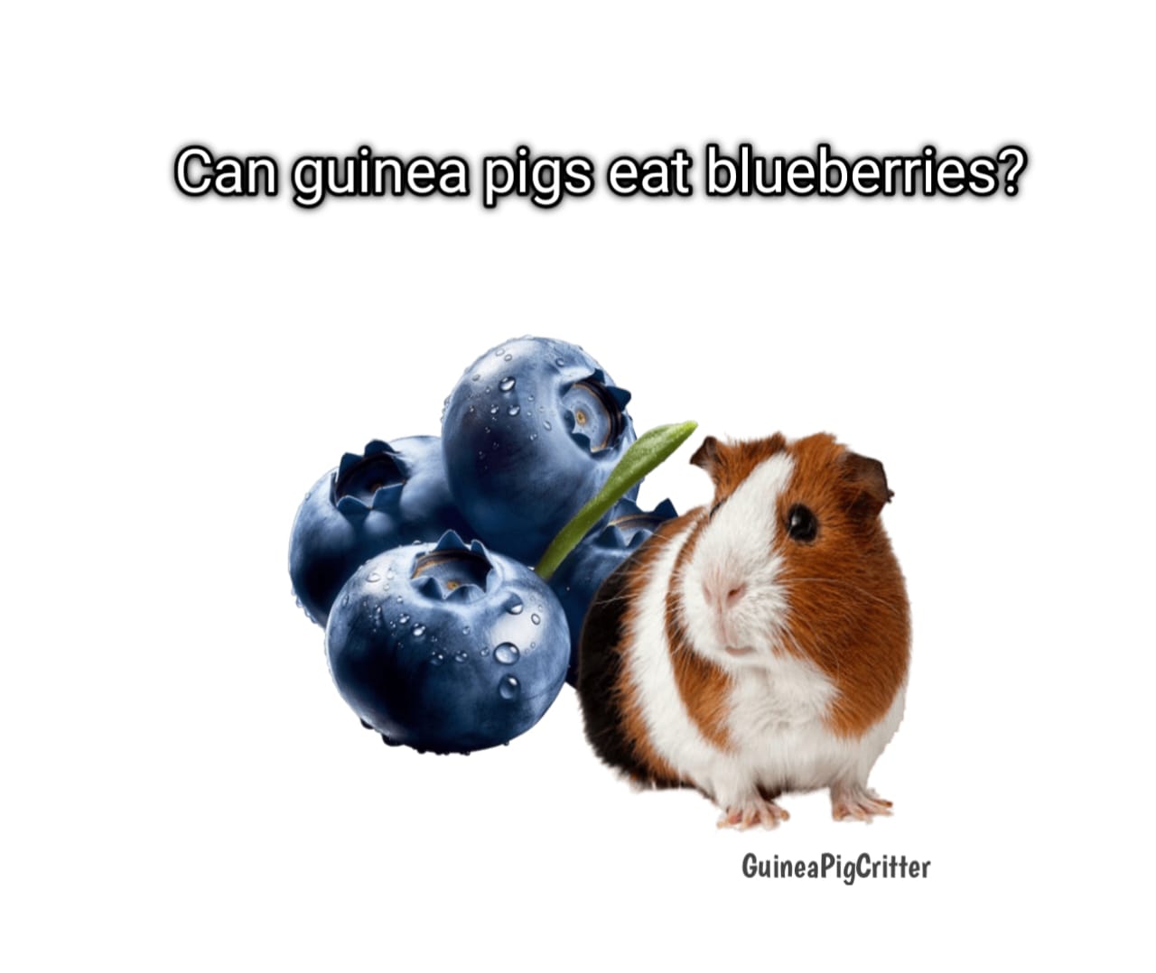 can guinea pig eat blueberries