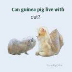 can guinea pig live with cat