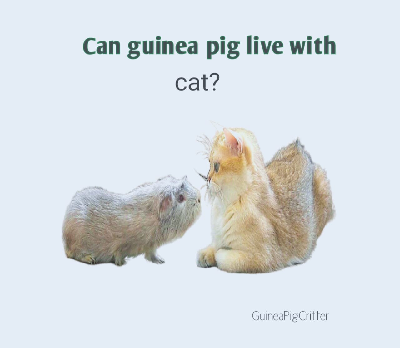 can guinea pig live with cat