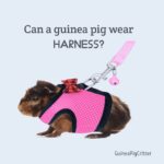 can guinea pig wear a harness