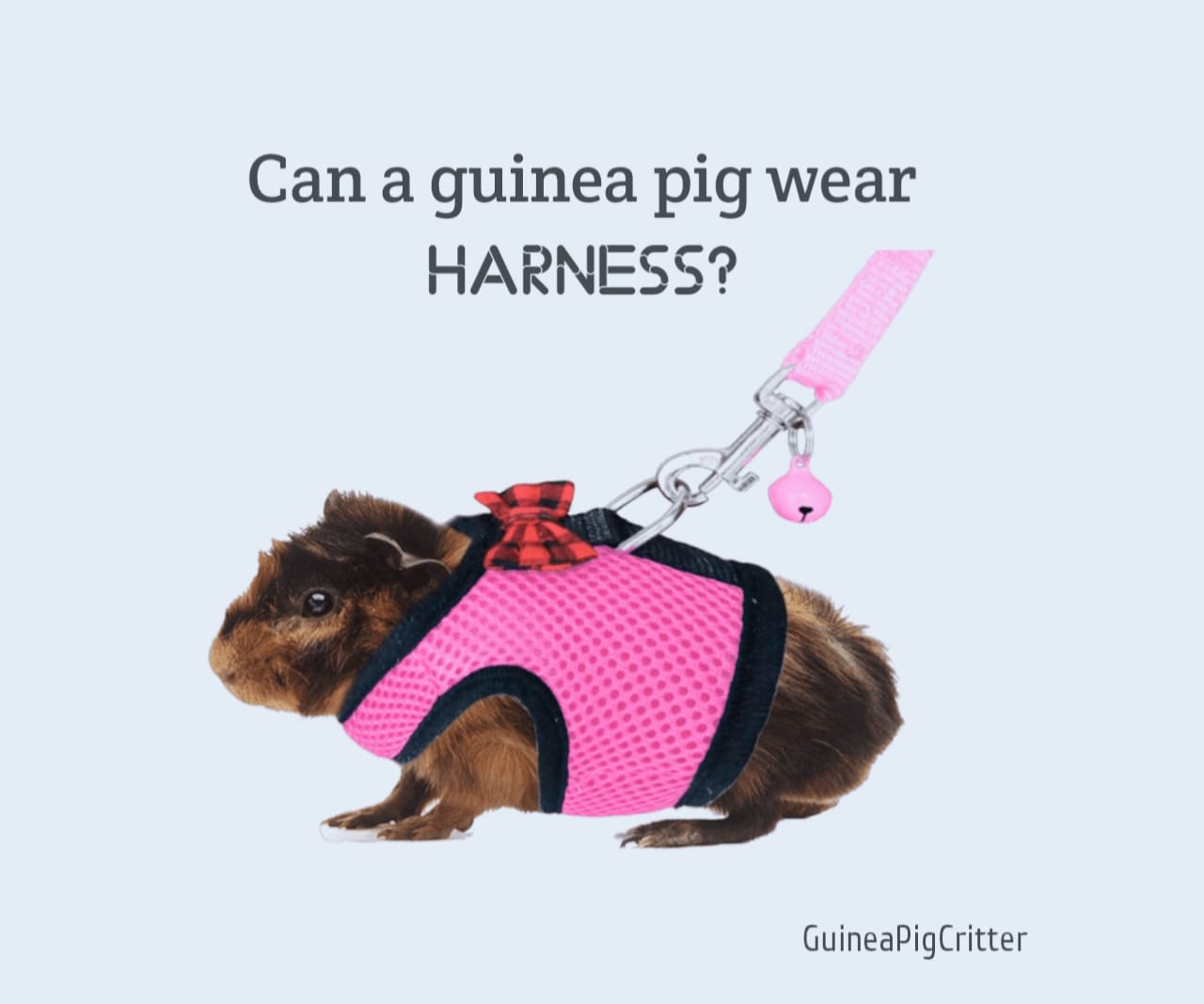 can guinea pig wear a harness