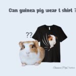 can guinea pig wear t-shirt