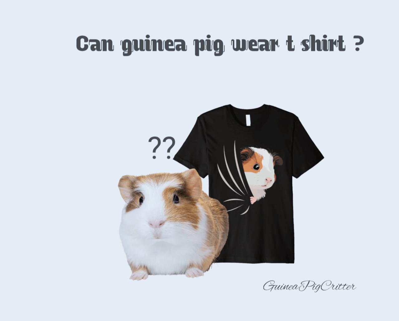 can guinea pig wear t-shirt