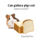 can guinea pigs eat sweet chapati