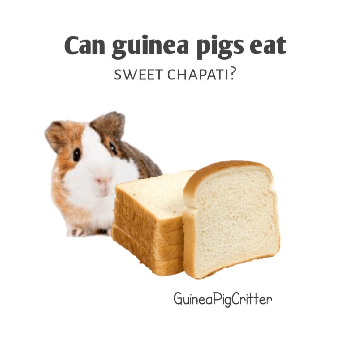 can guinea pigs eat sweet chapati