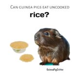 can guinea pigs eat uncooked rice