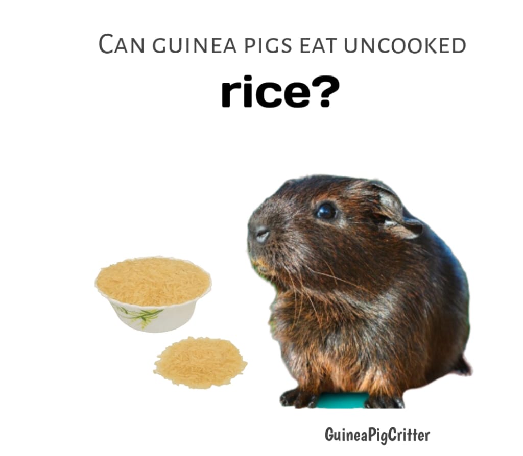 can guinea pigs eat uncooked rice