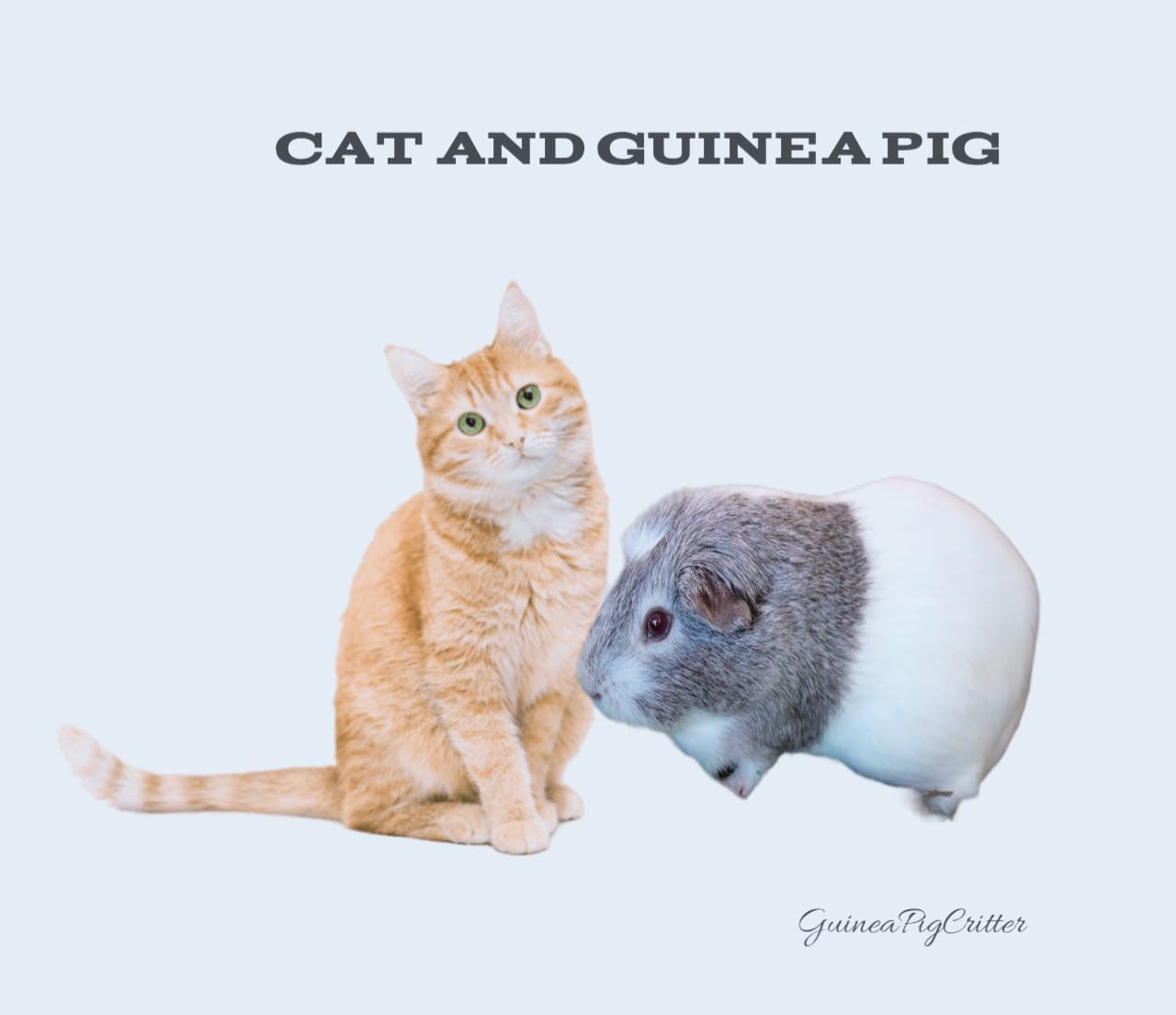 cat and guinea pig