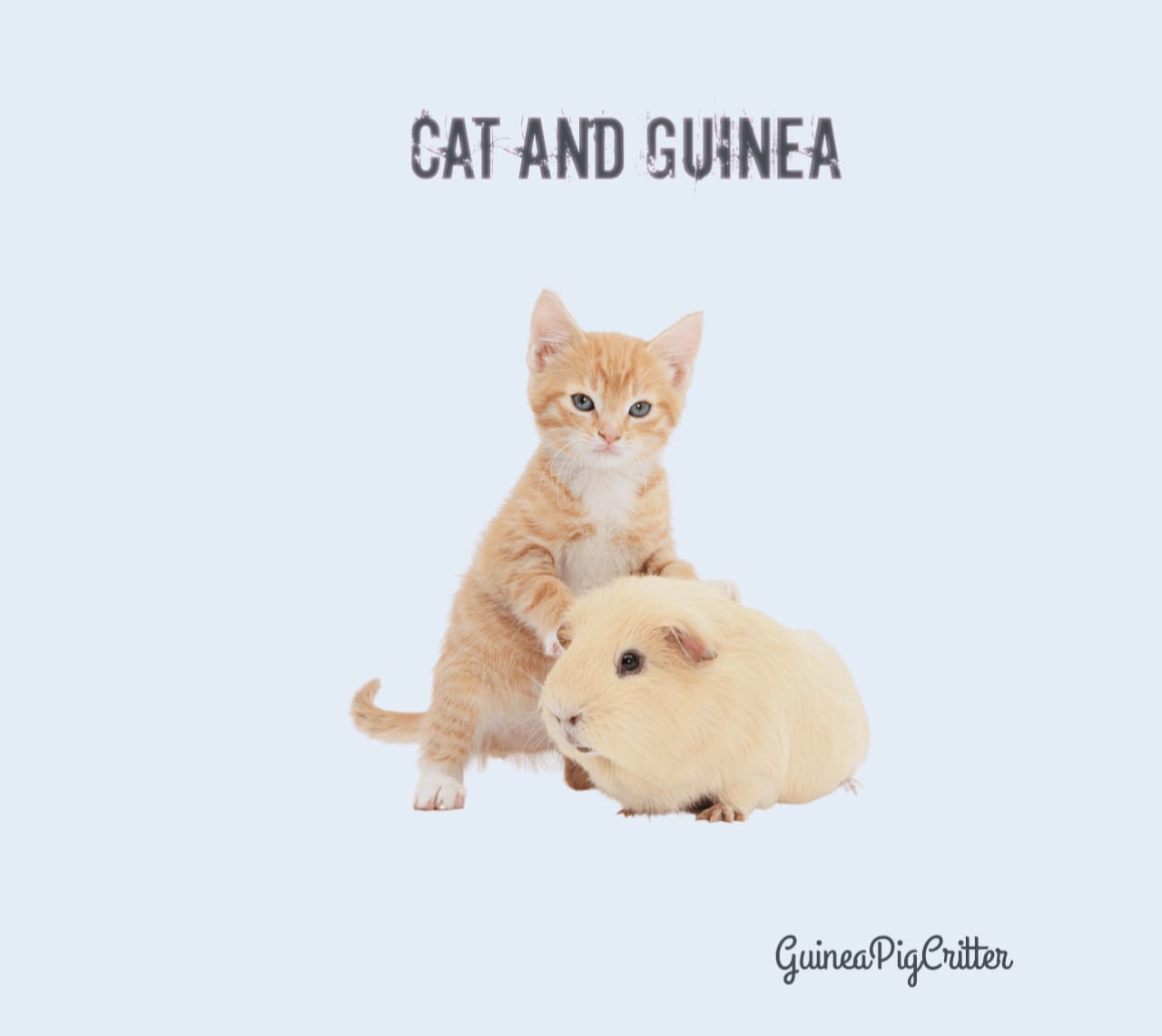 cat and guinea pig