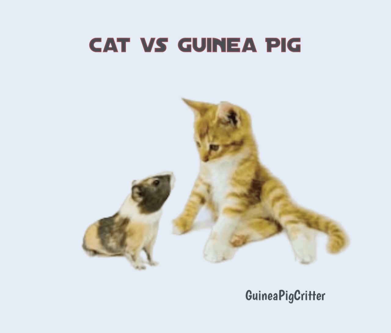 cat vs guinea pig