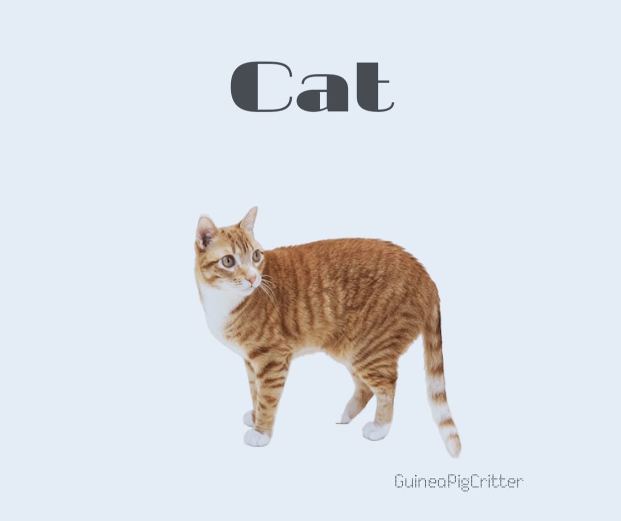 cat