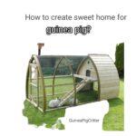 how to create sweet home for guinea pig