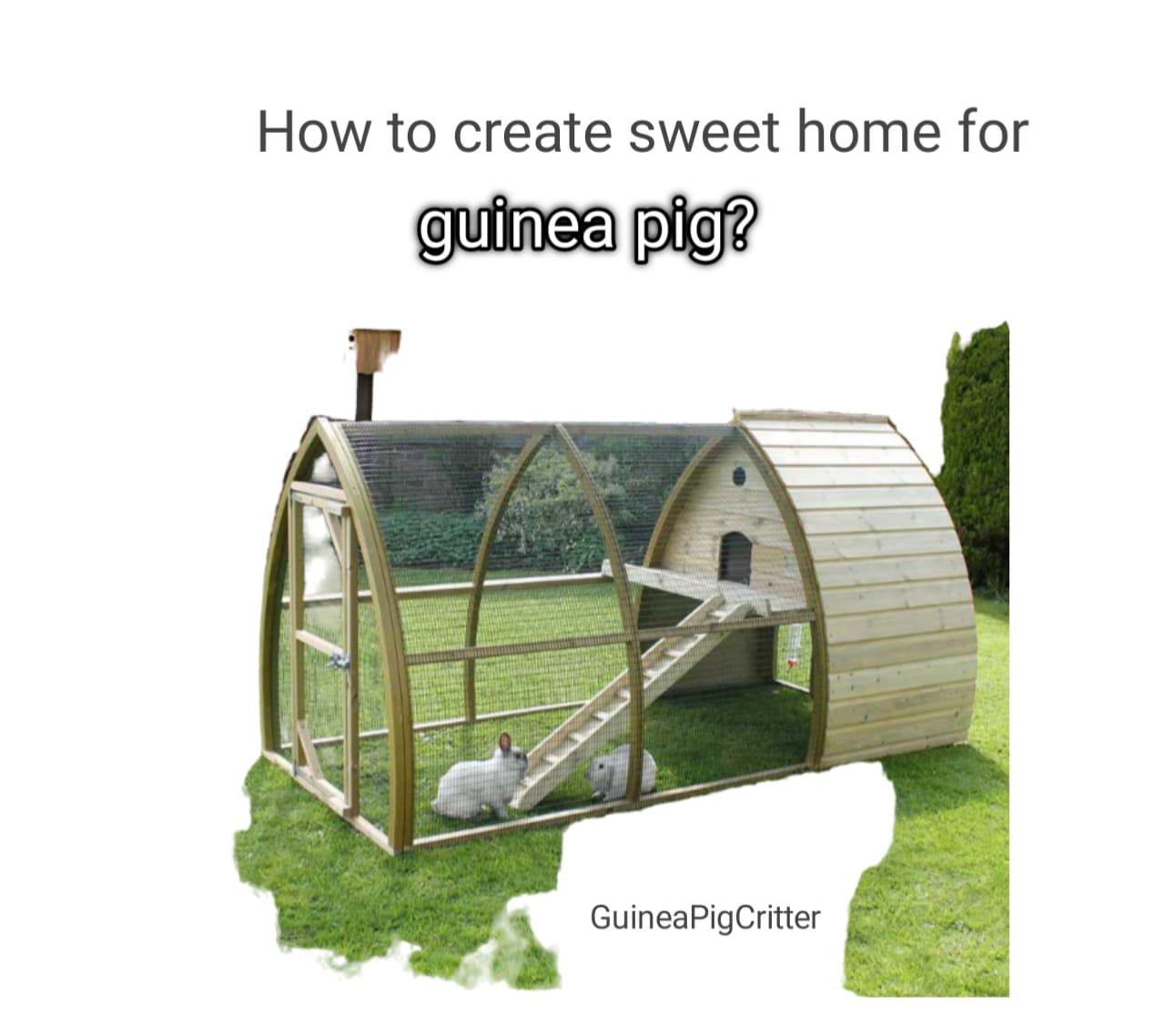 how to create sweet home for guinea pig