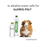 is alkaline water safe for guinea pig