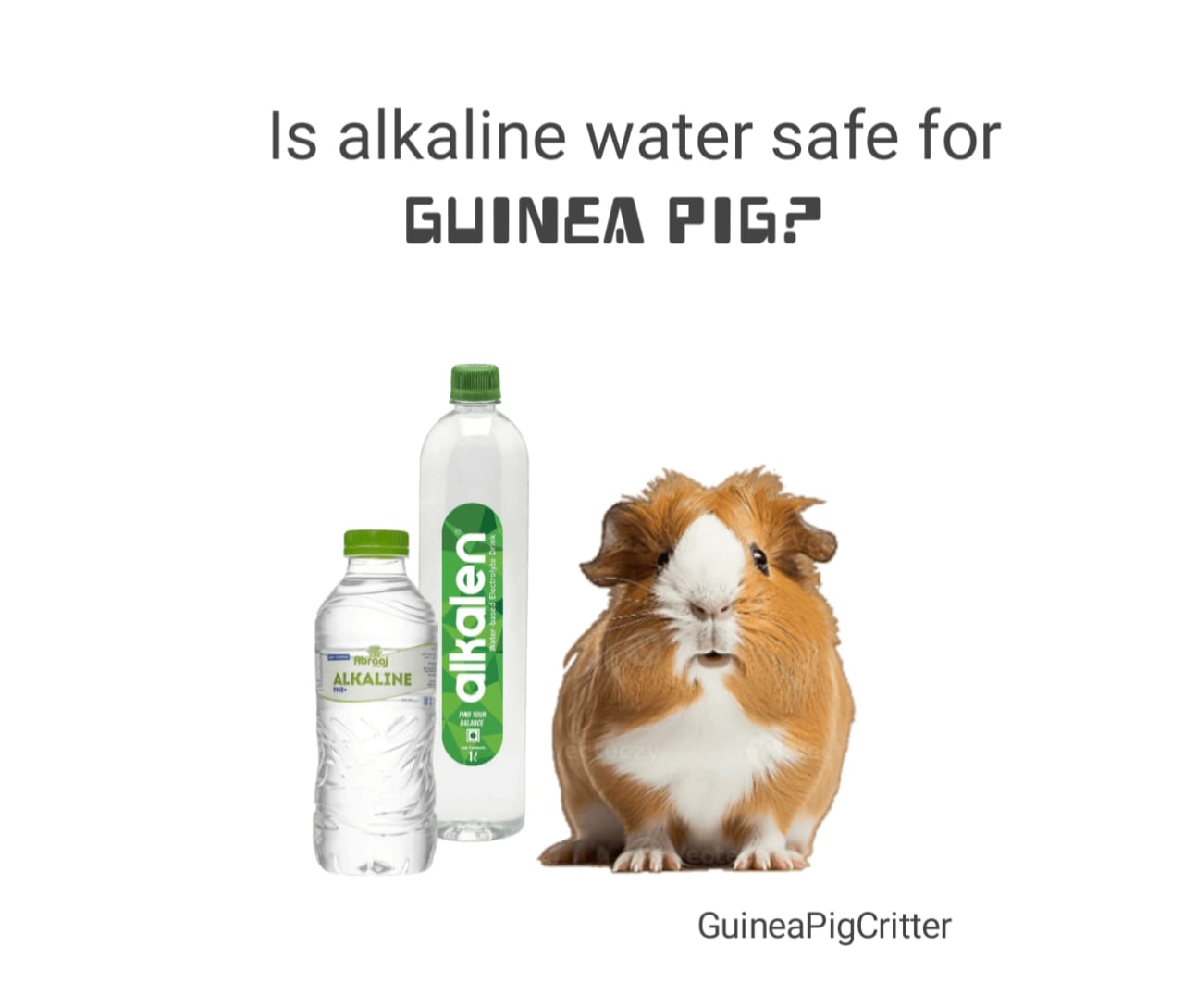 is alkaline water safe for guinea pig