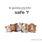 is guinea pig bite safe