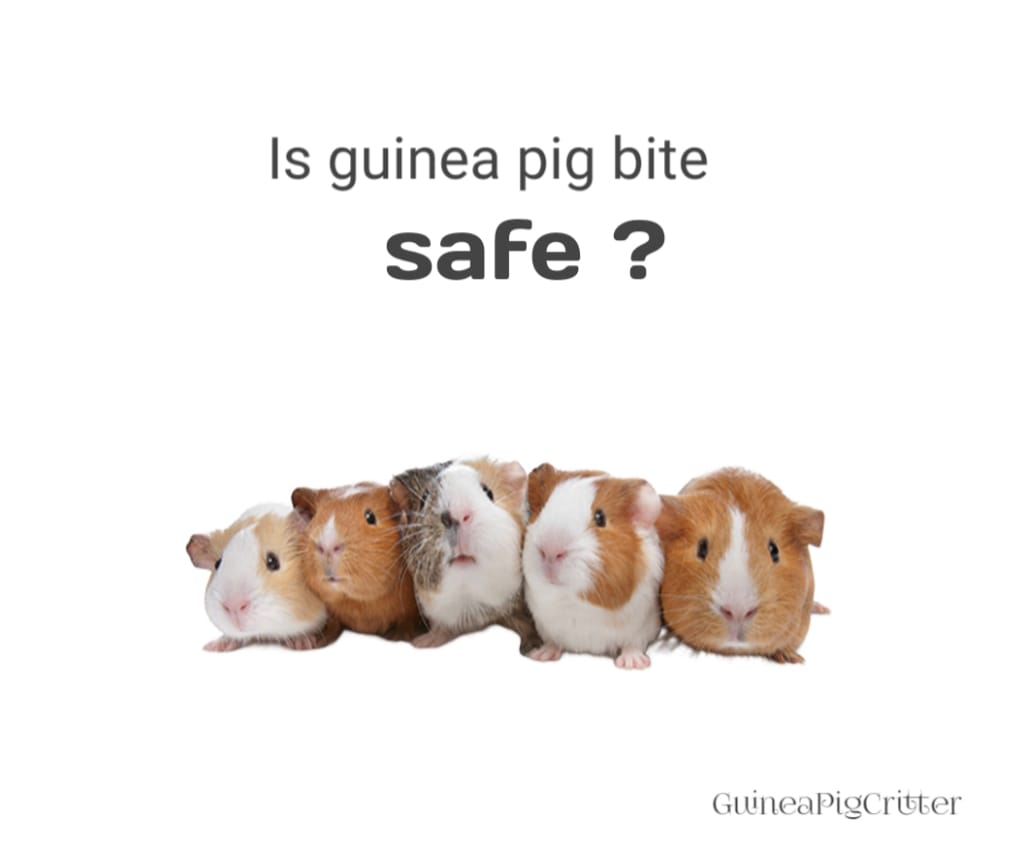 is guinea pig bite safe