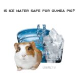 is ice water safe for guinea pig