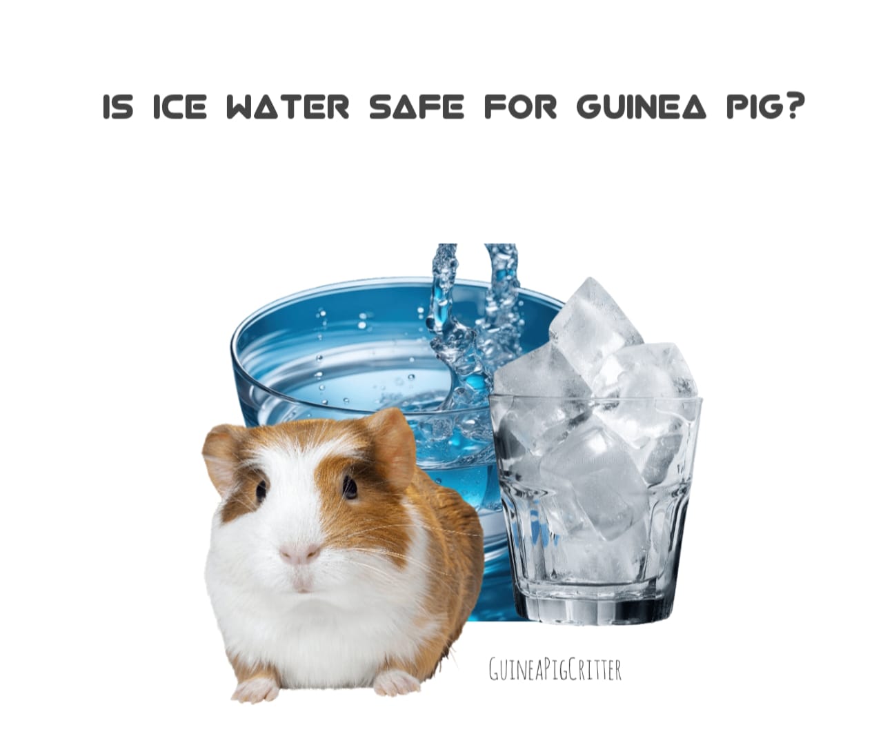 is ice water safe for guinea pig